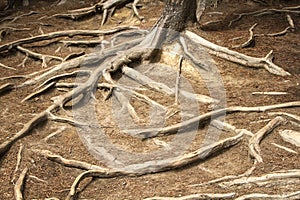 Tree roots in Jasper National Park, Canada