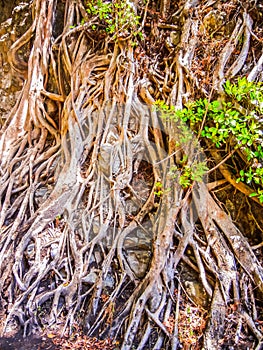 Tree with roots in the jozani forest zanzibar