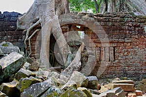 Tree roots jungle ancient Ta Prohm Angkor temple, Cambodia