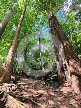 tree roots in the jungle.