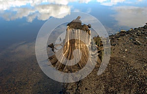 Tree roots on a lakeshore