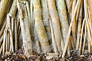 Tree roots on leaf covered ground