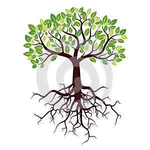 Strom kořeny a listy 