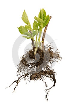 Tree with roots and leaves isolated on white background. Young sapling ready for planting.