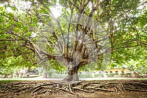 Tree and roots