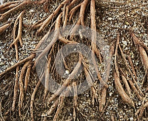 The tree roots a long time