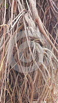 Tree roots magic on summer time