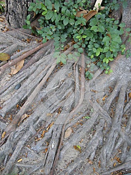 Tree roots photo
