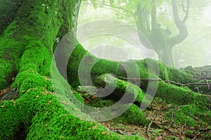 Tree roots with moss on forest