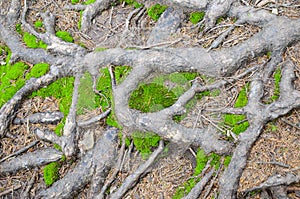 Tree roots and moss on the ground