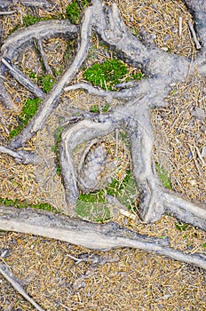 Tree roots and moss on the ground