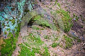 Tree roots and moss on the ground