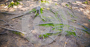 Tree roots and moss on the ground