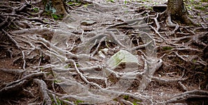 Tree roots and moss on the ground