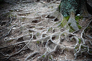 Tree roots and moss on the ground