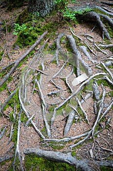 Tree roots and moss on the ground