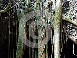 Tree roots and moss hanging down in cave in the Guajataca forest in Puerto Rico