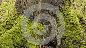 Tree roots and moss in spring forest