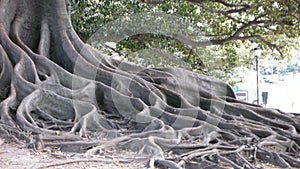 Tree roots Natural growth big system park