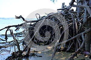 Tree Roots at North Toledo Bend State Park