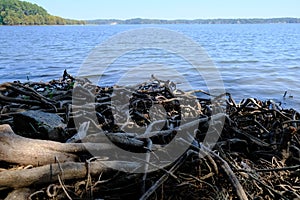 Tree Roots at North Toledo Bend State Park