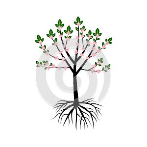 tree with roots. Oak tree. Vector illustration.