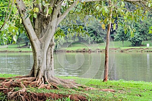 Tree with roots out of the earth in front of Lake Igapo