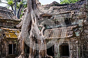 Tree roots over the beautiful Ta Prohm temple at Angkor, Siem Re