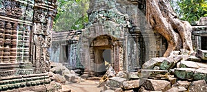 Tree roots over the beautiful Ta Prohm temple at Angkor, Siem Re