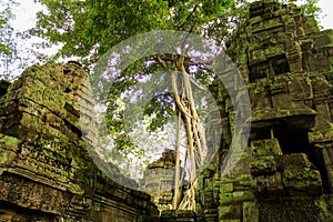 Tree roots over the Ta Prohm, a temple at Angkor, Cambodia