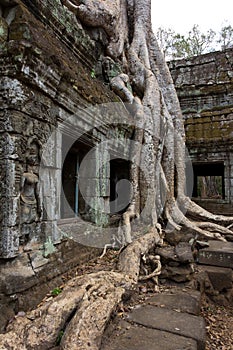 Tree roots over windows at Ta Prohm