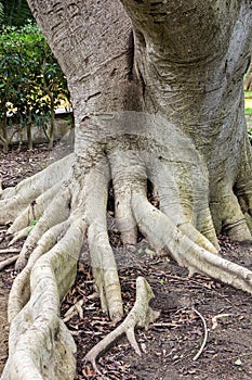 Tree roots, plane tree trunk