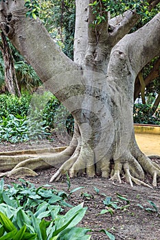 Tree roots, plane tree trunk