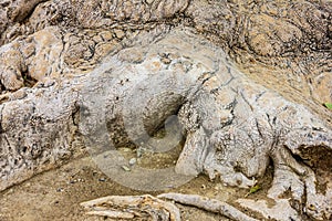 Tree roots, plane tree trunk