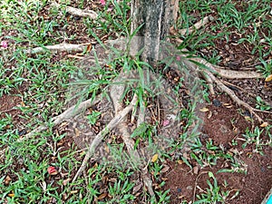 The tree roots of the plant