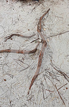 Tree roots poking on the surface of the beach sand