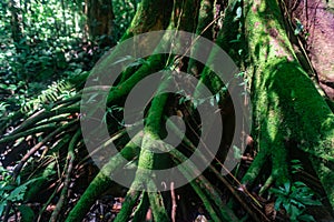 Tree with roots at the rainforest in Gunung Mulu national Park. Borneo. Sarawak