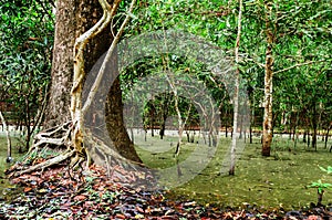 Tree with roots in the rainforest, jungle