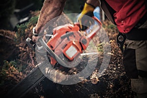 Tree Roots Removal