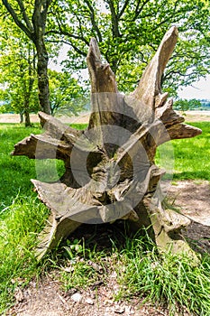 Tree roots, the root of a fallen tree.