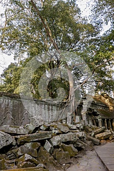Tree roots in ruins of Ta Prohm, Siem Reap, Cambodia