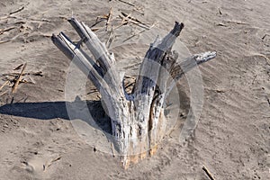 Tree Roots on Sand Beach