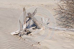 Tree Roots on Sand Beach