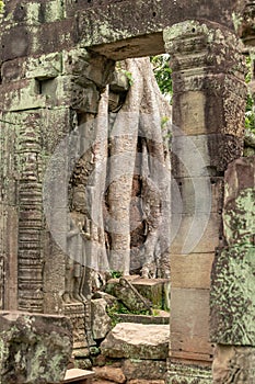 Tree roots seen through stone temple arch