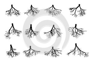 Tree roots set isolated on white background . Black image of roots underground, part of the body of a plant grows