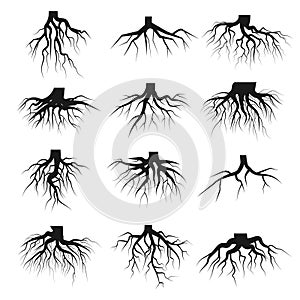 Tree roots set photo