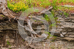 Tree Roots In Shale