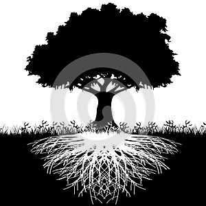 Tree roots silhouette