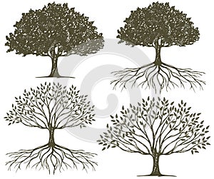 Un árbol raíces silueta 