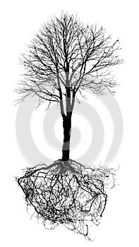 A tree with roots silhouette isolated on white background